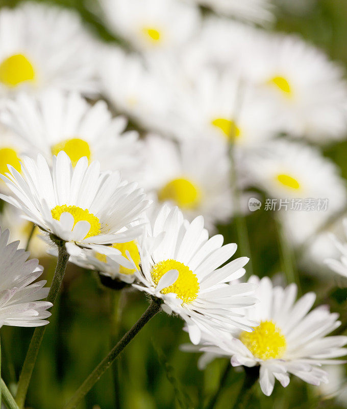 雏菊田(Bellis perennis)